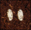 crested eggs