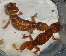 1.1 Adult Nephrurus Levis Levis