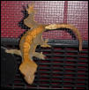 adult female fire crested