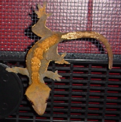 adult female fire crested