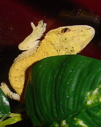 yellow adult male crested