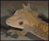 adult male crested