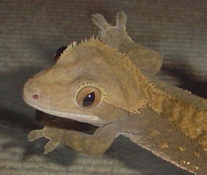 adult male crested