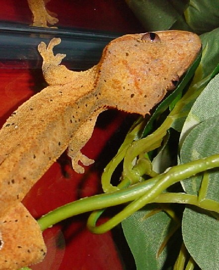 adult male crested