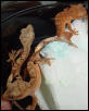baby crested geckos