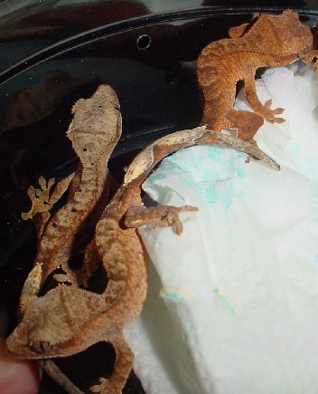 baby crested geckos