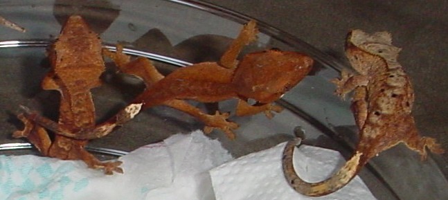 baby crested geckos