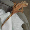 baby crested gecko