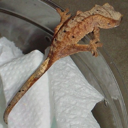 baby crested gecko