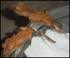 baby crested geckos