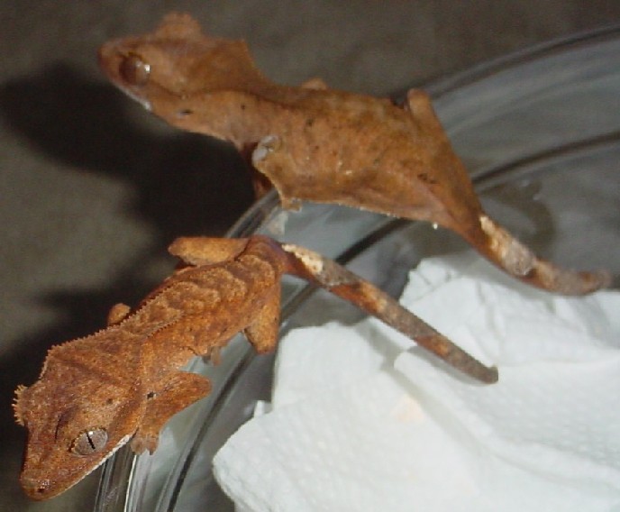 baby crested geckos