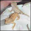 baby crested geckos