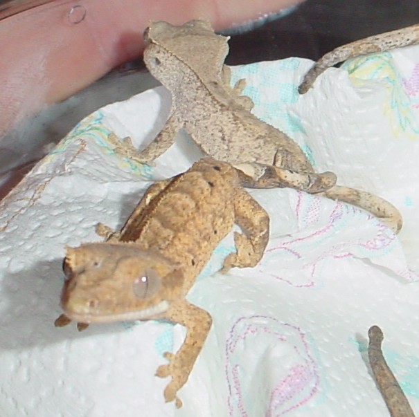 baby crested geckos