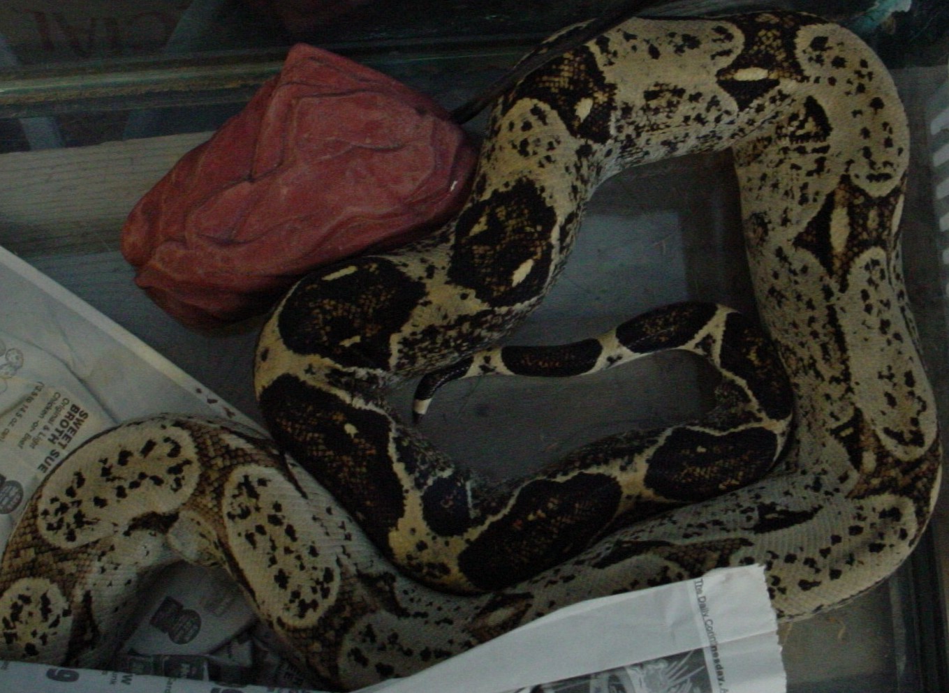 Odd Boa