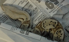Odd Boa