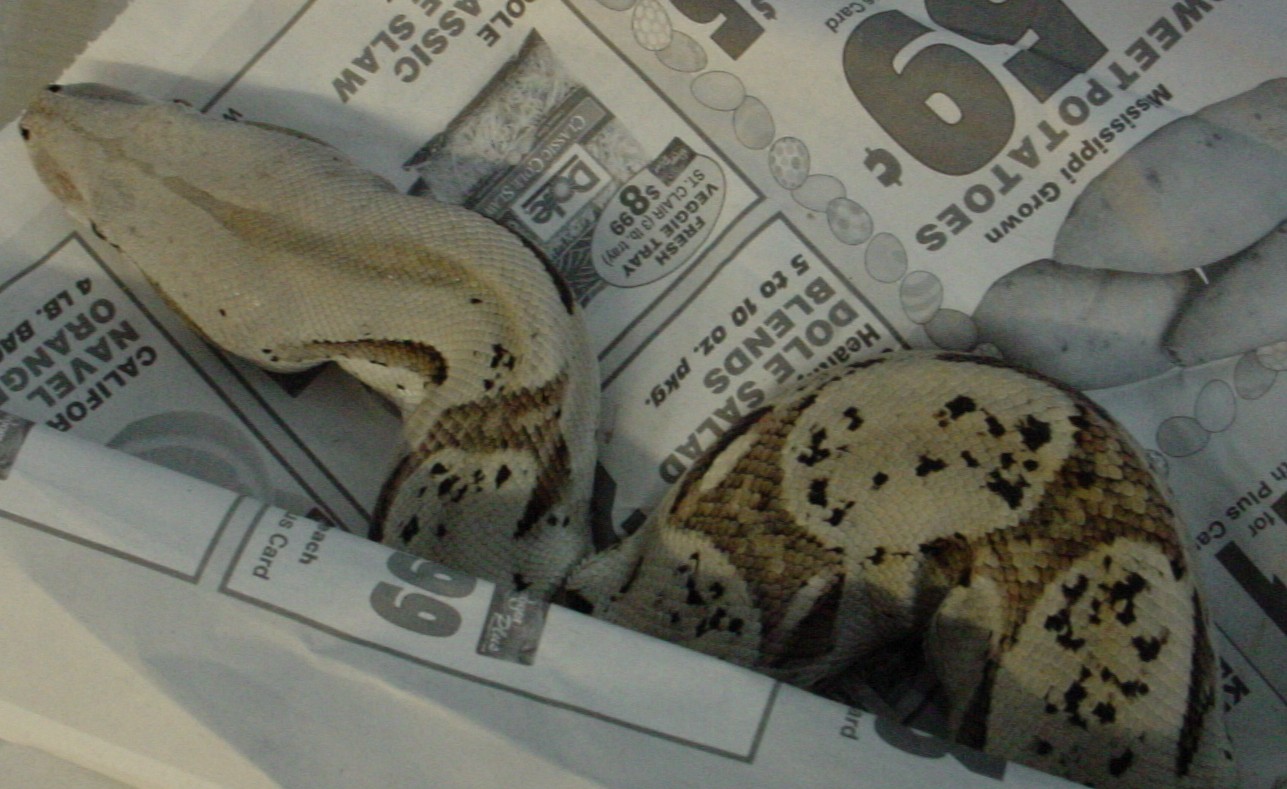 Odd Boa