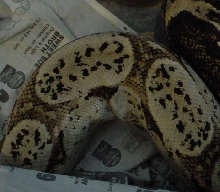 Odd Boa
