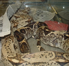 Odd Boa