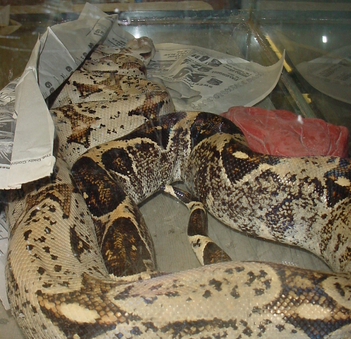 Odd Boa
