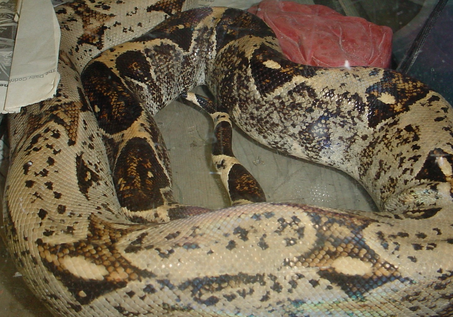 Odd Boa