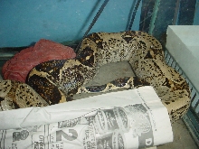 Odd Boa