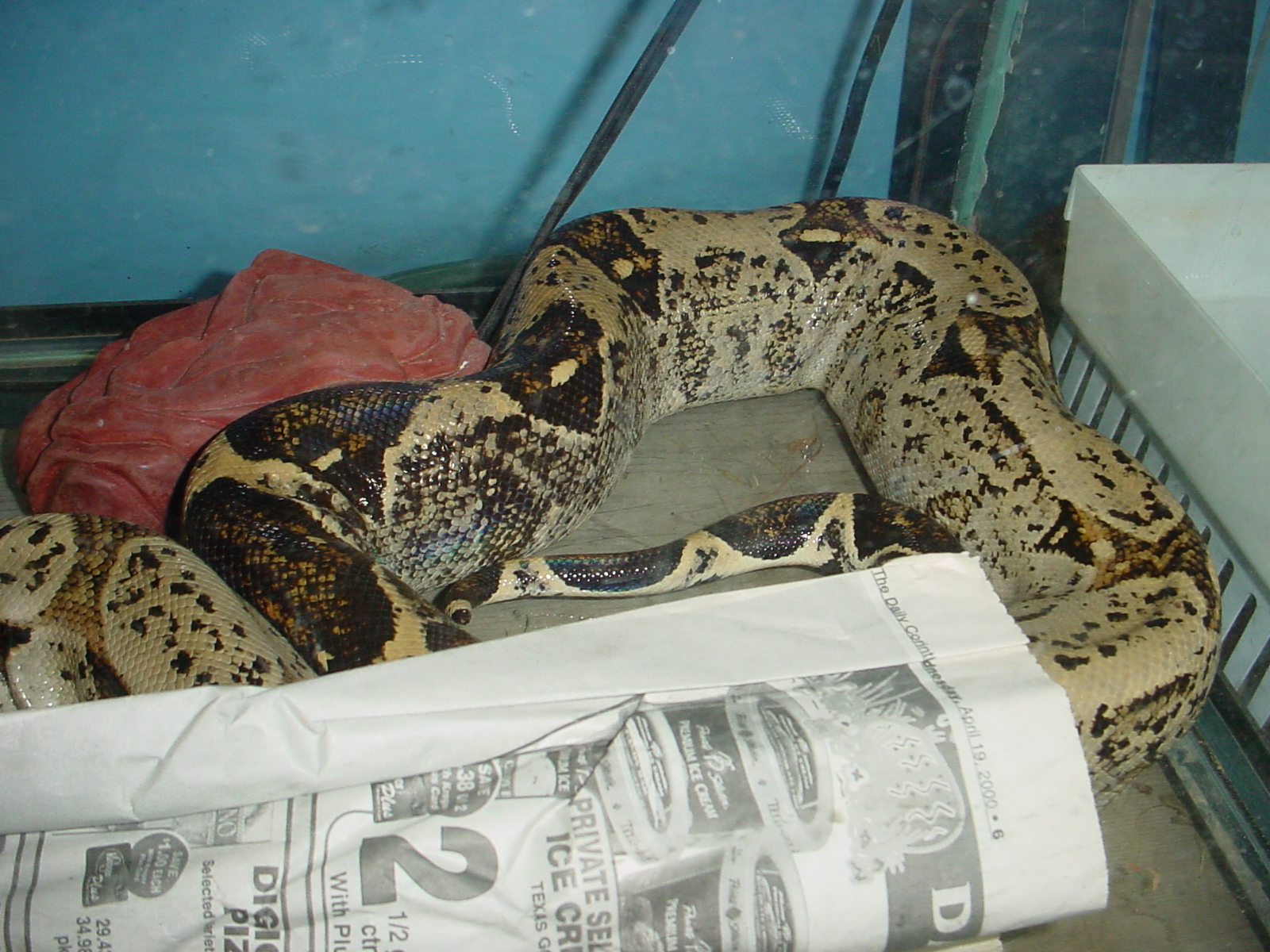 Odd Boa