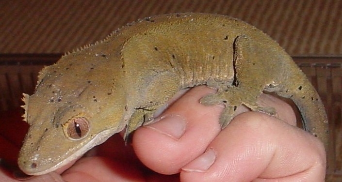 adult female crested