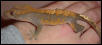 adult female crested