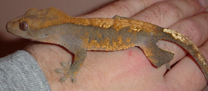 adult female crested