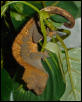 adult female crested