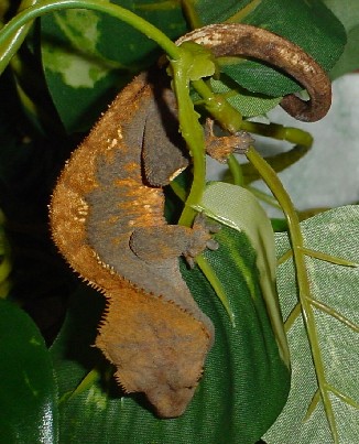 adult female crested