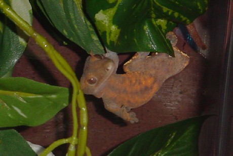 adult female crested