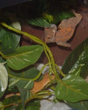 adult female crested