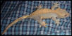 adult female crested