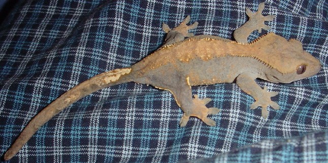 adult female crested