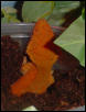 adult female crested