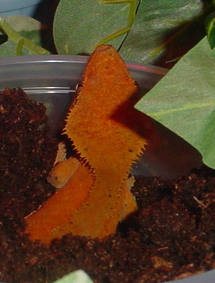adult female crested