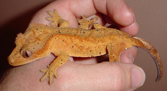 adult male crested