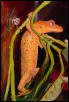adult male crested