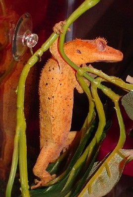adult male crested