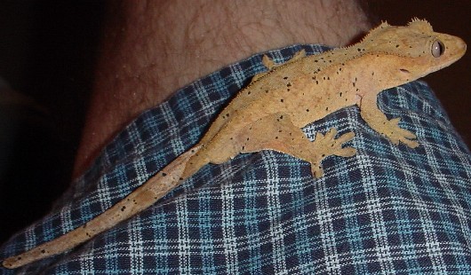 adult male crested