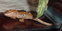 crested skin removal