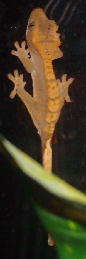 subadult crested gecko