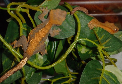 adult pair of cresteds