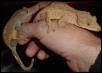 adult pair of crested