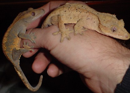adult pair of crested