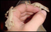 subadult crested geckos