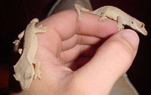 subadult crested geckos