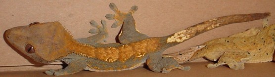 adult female crested