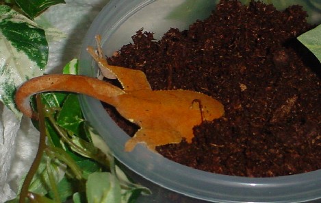 adult female crested